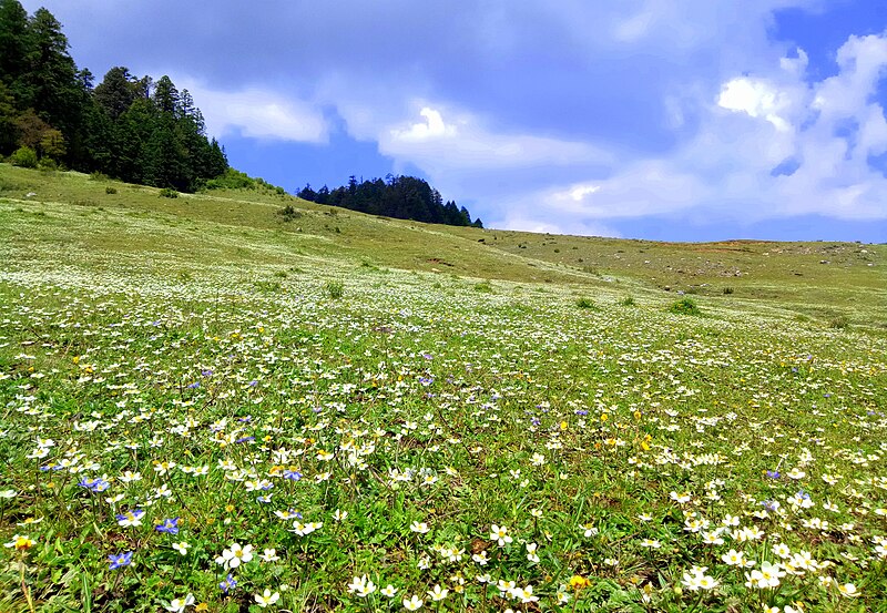 Khaptad National Park: A Journey via Breathtaking Wilderness 3 Wildflowers in Khaptad: Bucci Flower