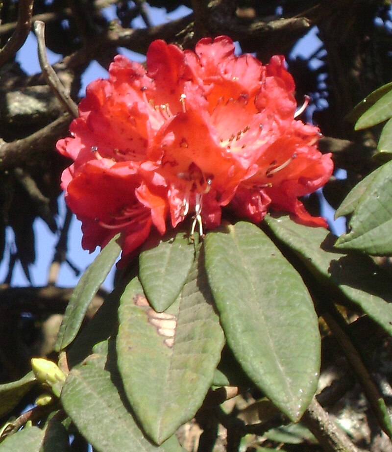 Rhododendron arboreum – the floral emblem of Nepal