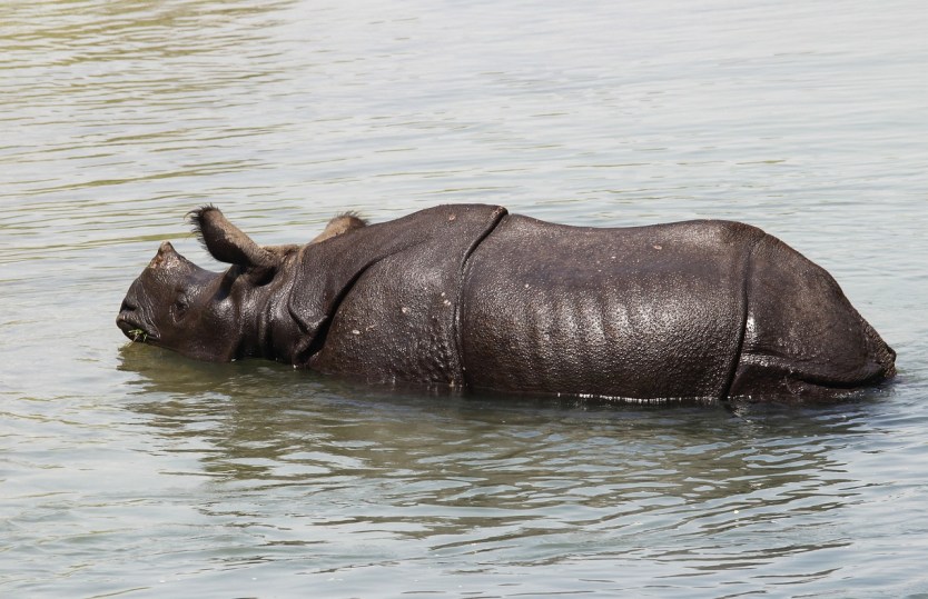 chitwan national park