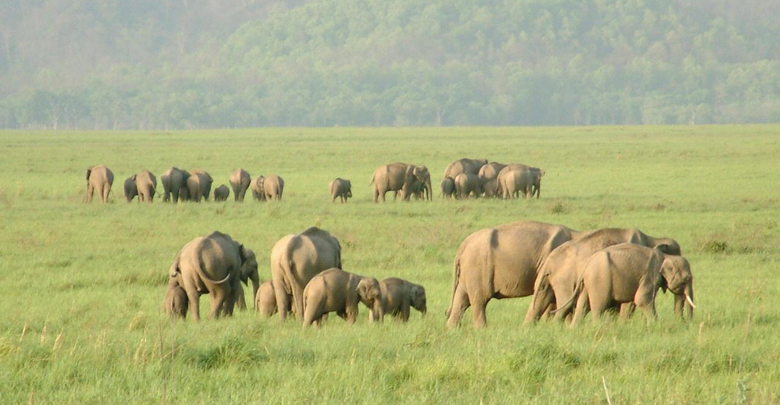 Banke National Park: A Natural Wonder in Nepal 4 Banke National Park: elephant