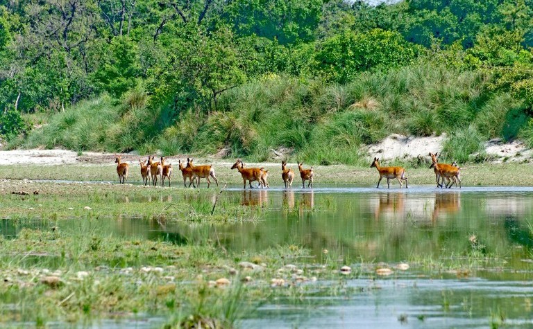 Bardiya National Park: Your Gateway to Untamed Wilderness 1 Bardiya National Park