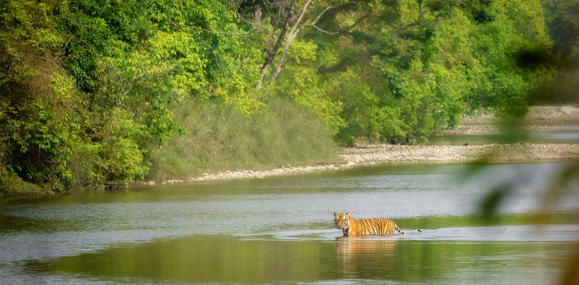 Bengal tiger in Bardiya National Park