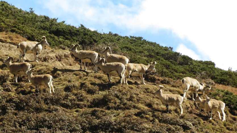 Blue Sheep (Pseudois nayaur) in Upper Tsum. Photo: Madhu Chettri