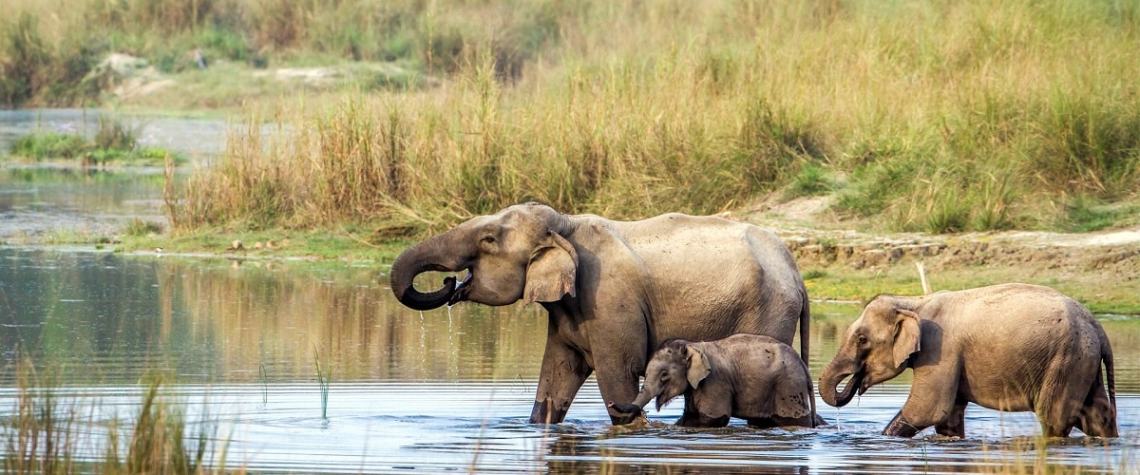 Chitwan National Park: Your Ultimate Guide to Wildlife & Adventure 1 Chitwan national park