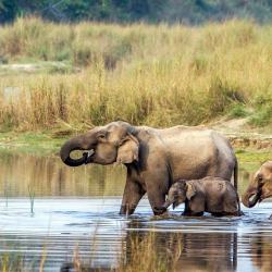 Chitwan national park