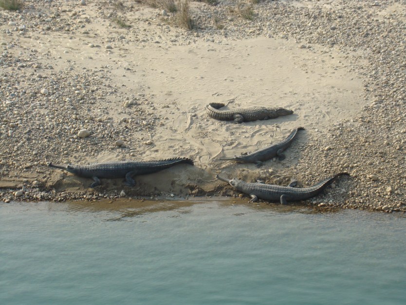 A group of gharials and a Mugger crocodile on a sand bank of the Karnali River