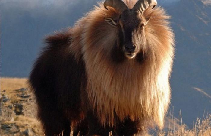 Sagarmatha National Park: The Highest National Park in the World 3 Himalayan tahr in Nepal