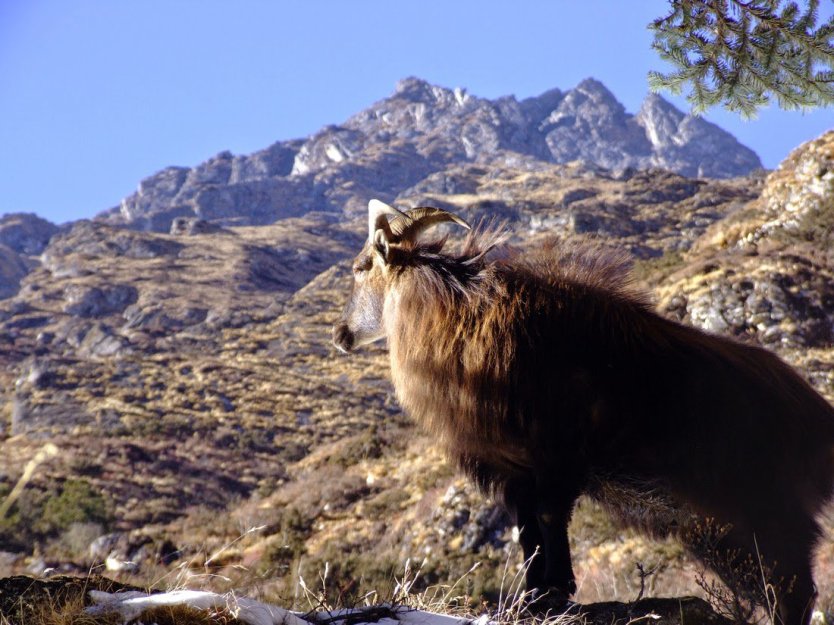 Shey Phoksundo National Park: Discovering the Beauty 3 Himalayan Tahr (Hemitragus Jemlahicus)
