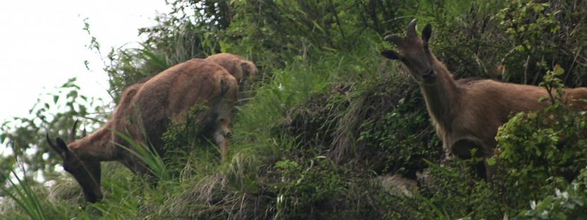 Gaurishankar Conservation Area: Where Conservation and Adventure Collide 5 Wildlife and vegetation