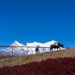 Langtang National Park