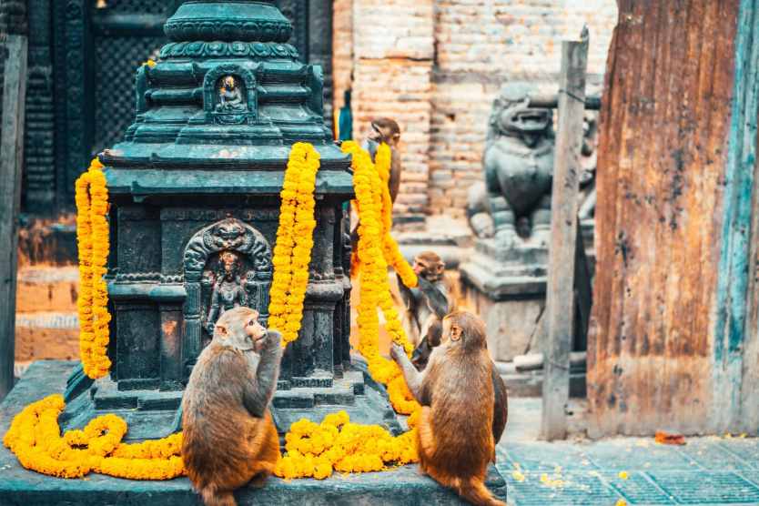 monkey around Swayambhunath