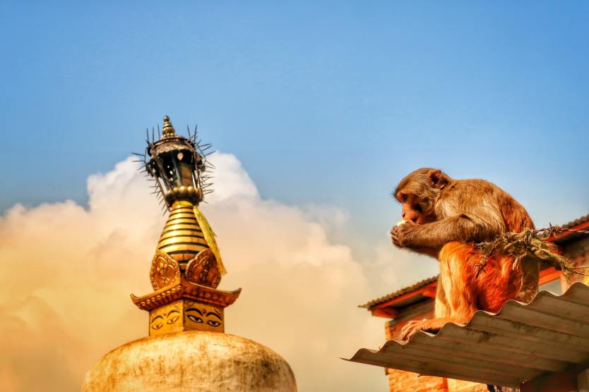 monkey temple Swayambhunath