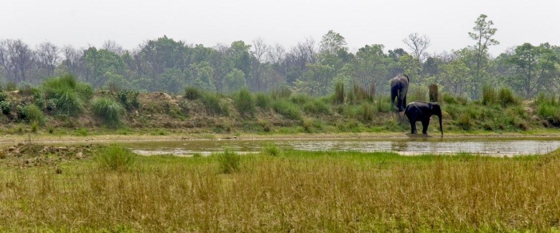 Parsa National Park: A Paradise for Wildlife Enthusiasts 68 Parsa National Park: A Paradise for Wildlife Enthusiasts