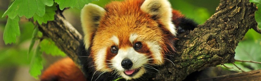 red panda