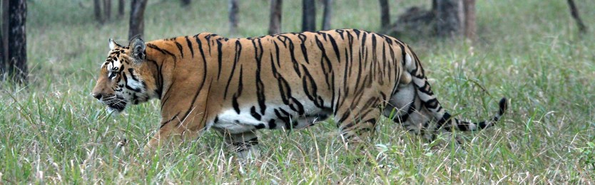 National Parks in Nepal: A Guide to Natural and Cultural Wonders 3 Bardiya National Park