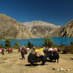 upper-dolpa yak carrying
