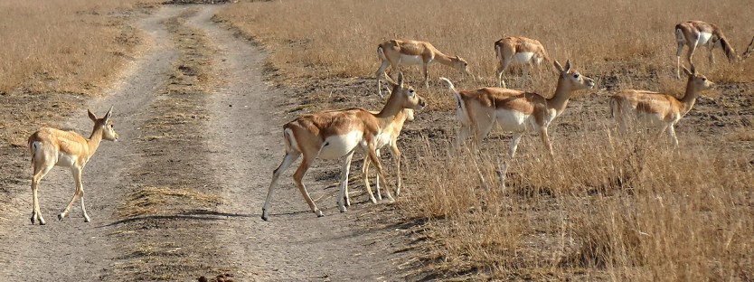 Wildlife and vegetation