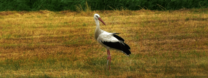 majestic Sarus Crane