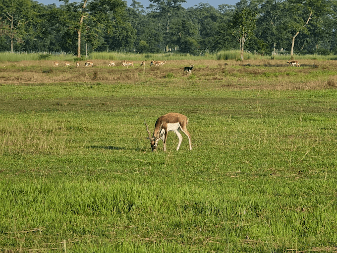 Blackbuck 